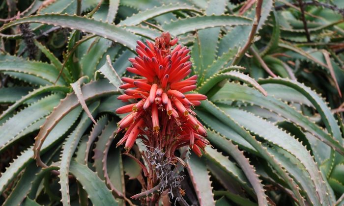 aloe arborescens