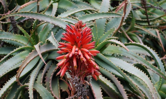 aloe arborescens
