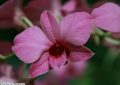 dendrobium bigibbum