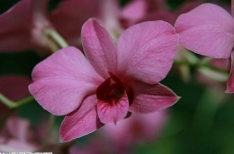 dendrobium bigibbum