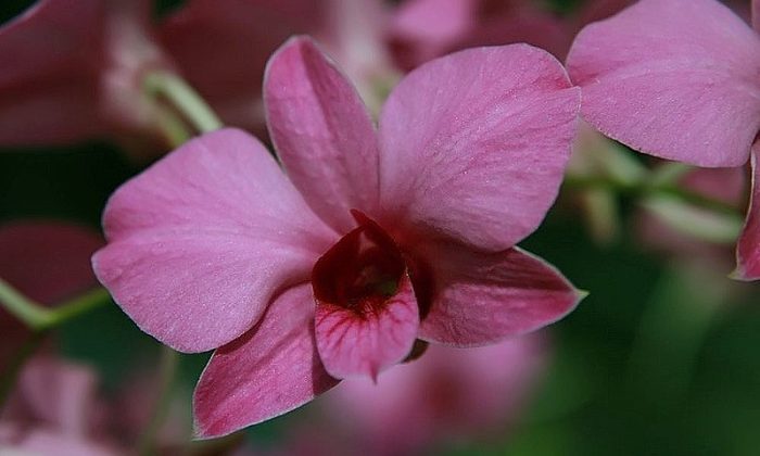 dendrobium bigibbum