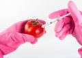 Genetická úprava rajčete