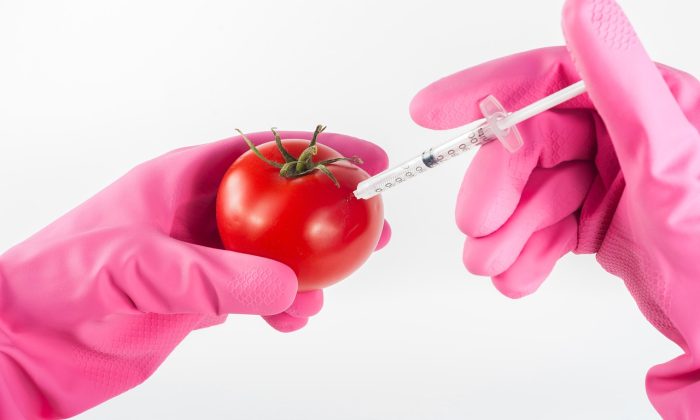 Genetická úprava rajčete
