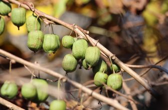 Kiwi kolomikta