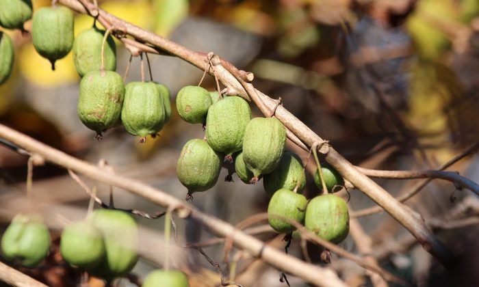 Kiwi kolomikta