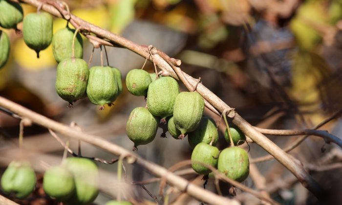 Kiwi kolomikta