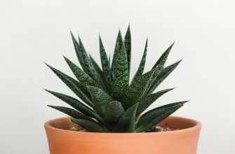 Rostlina