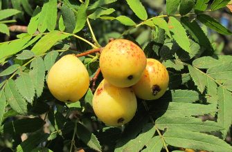 sorbus domestica