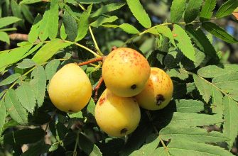 sorbus domestica