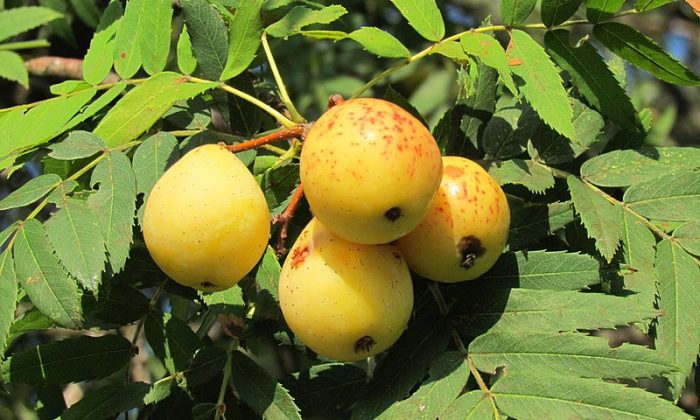 sorbus domestica