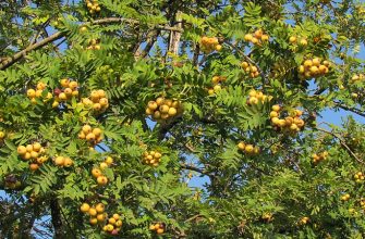 sorbus domestica