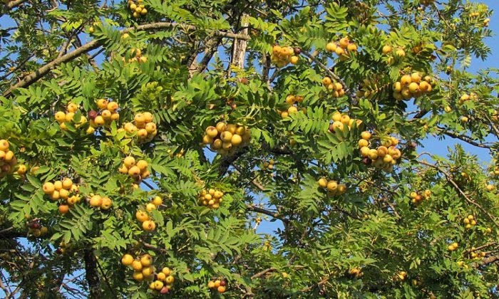 sorbus domestica