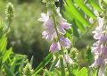 Galega officinalis2