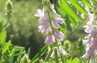 Galega officinalis2