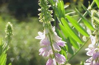 Galega officinalis2