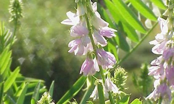 Galega officinalis2