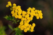 vratič, moli, Plodia interpunctella, repelentní rostlina, Tanacetum vulgare