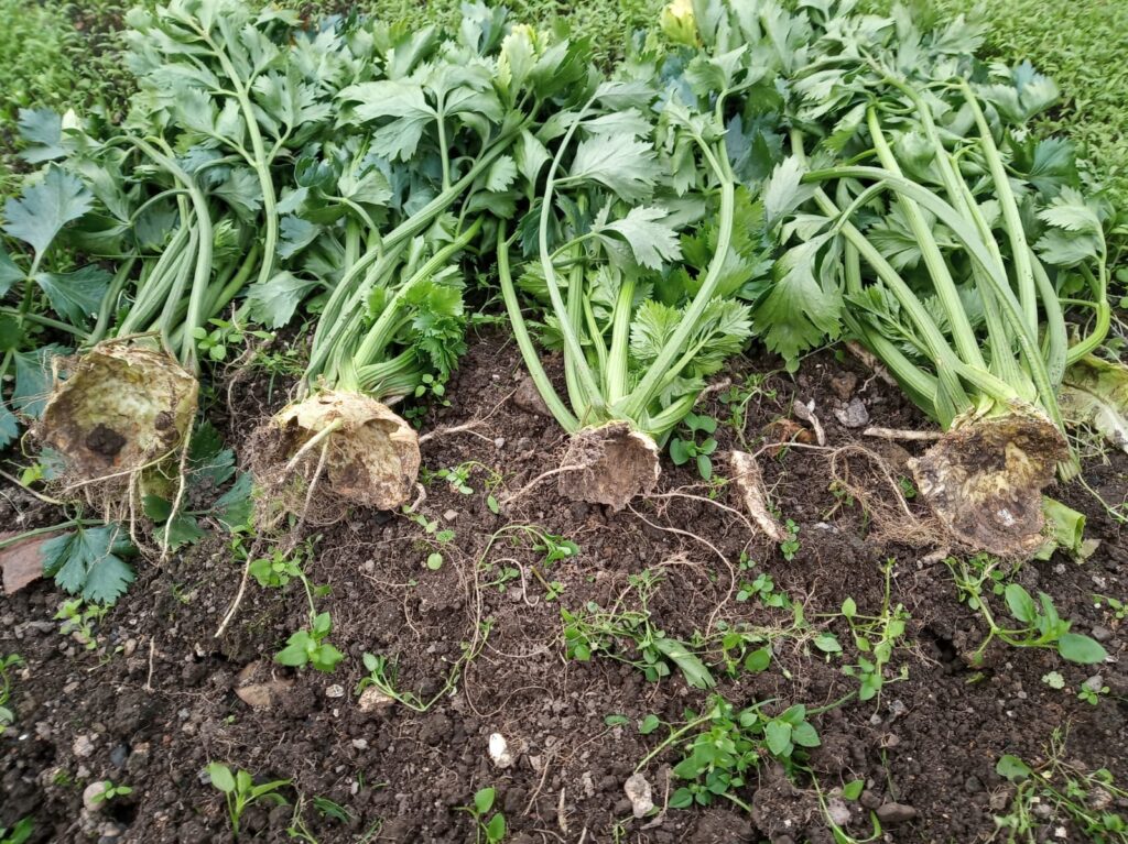 Celer po hostině krtonožky