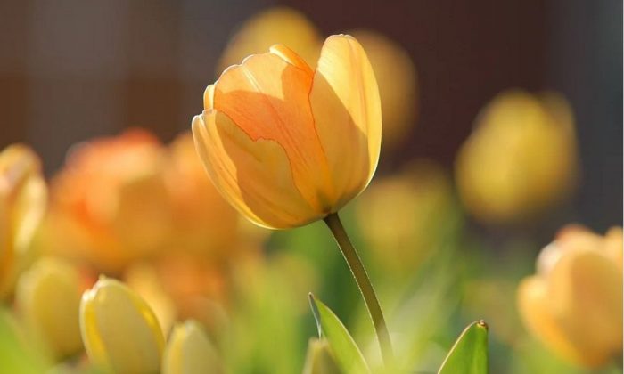 Tulipán