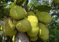 Jackfruit