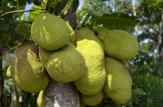 Jackfruit