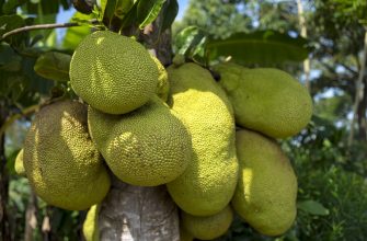 Jackfruit