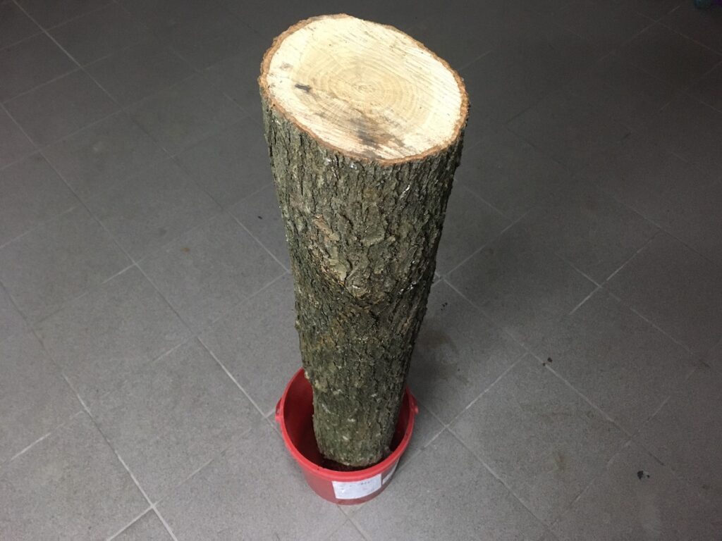 Dubové dřevo pro očkování hlívy