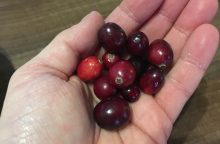 Americké brusinky brusinky, antioxidanty, močové cesty, flavonoidy, lidová medicína