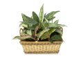 Aglaonema