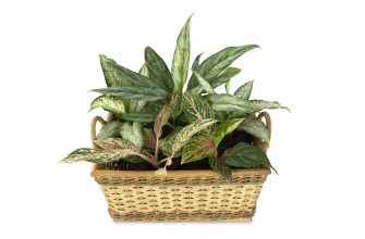 Aglaonema