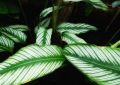 Calathea