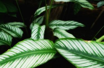 Calathea