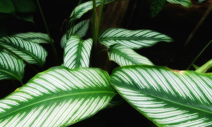 Calathea