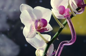 Orchidej