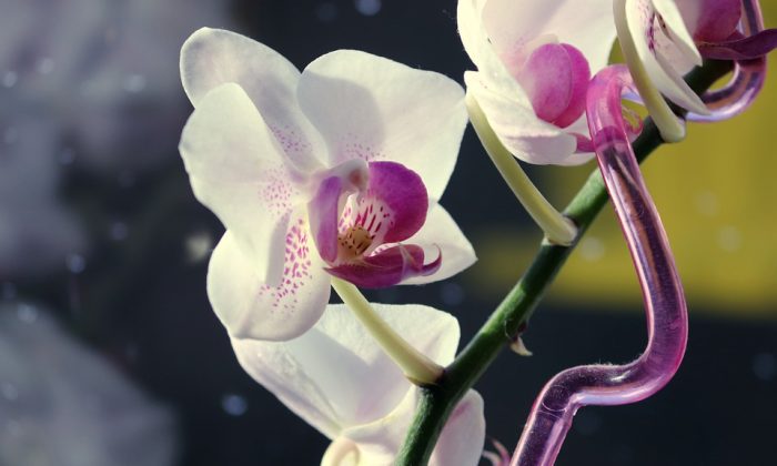 Orchidej