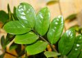 Zamioculcas