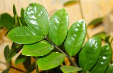 Zamioculcas