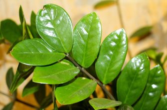 Zamioculcas