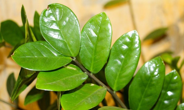 Zamioculcas