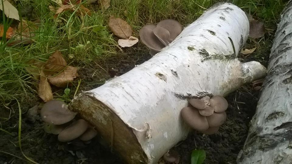 Uložení špalků naočkovaných hlívou - naležato