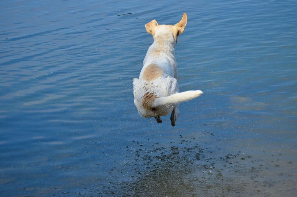 Pes skákající do vody