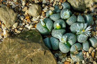 Lithops