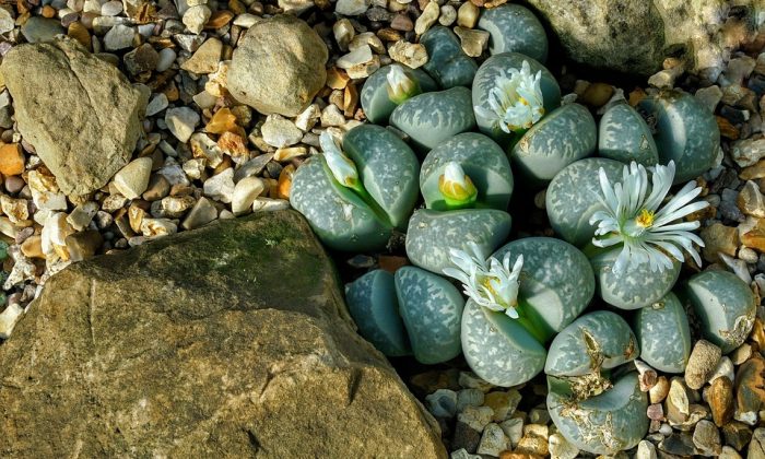 Lithops