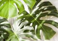 Monstera