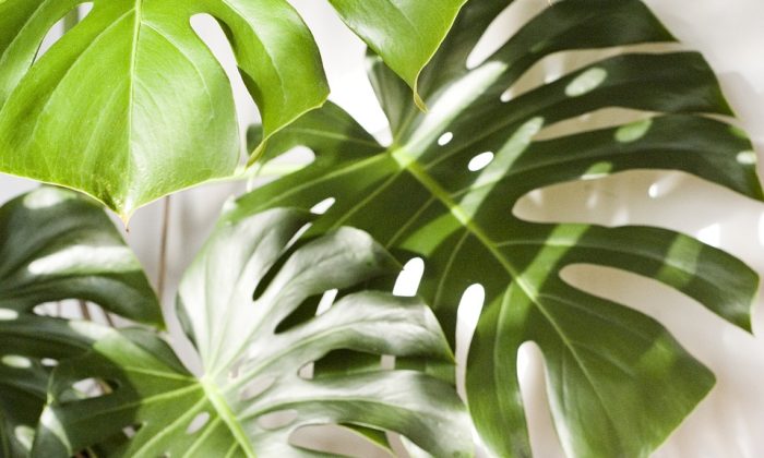 Monstera