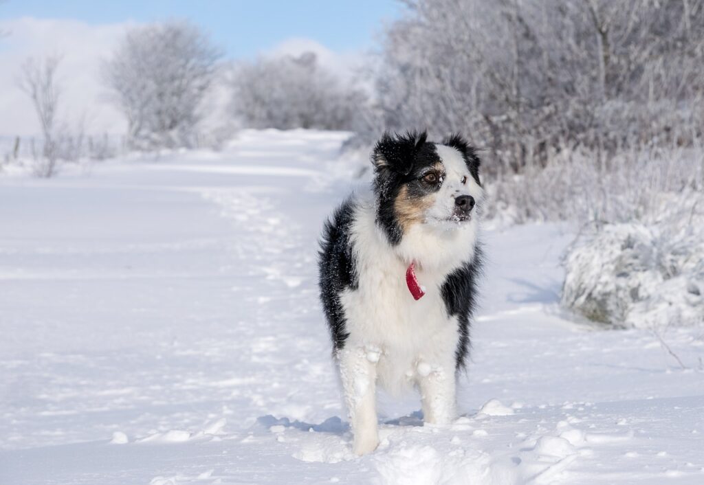 Pes v zimě