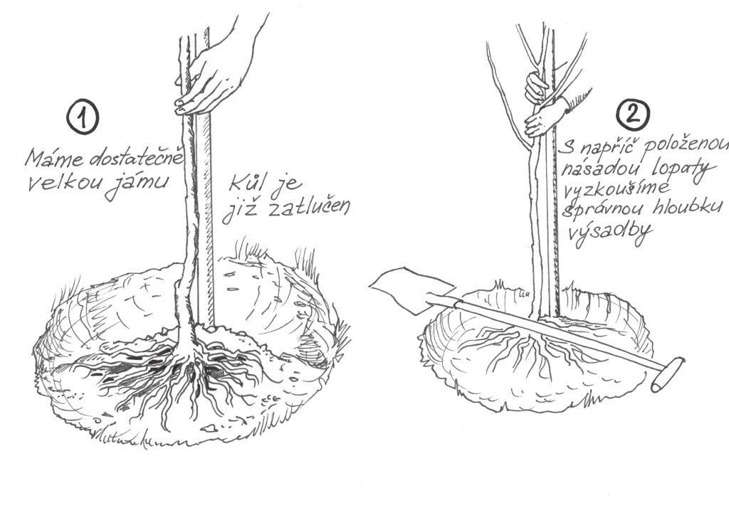 Výsadba stromu 1