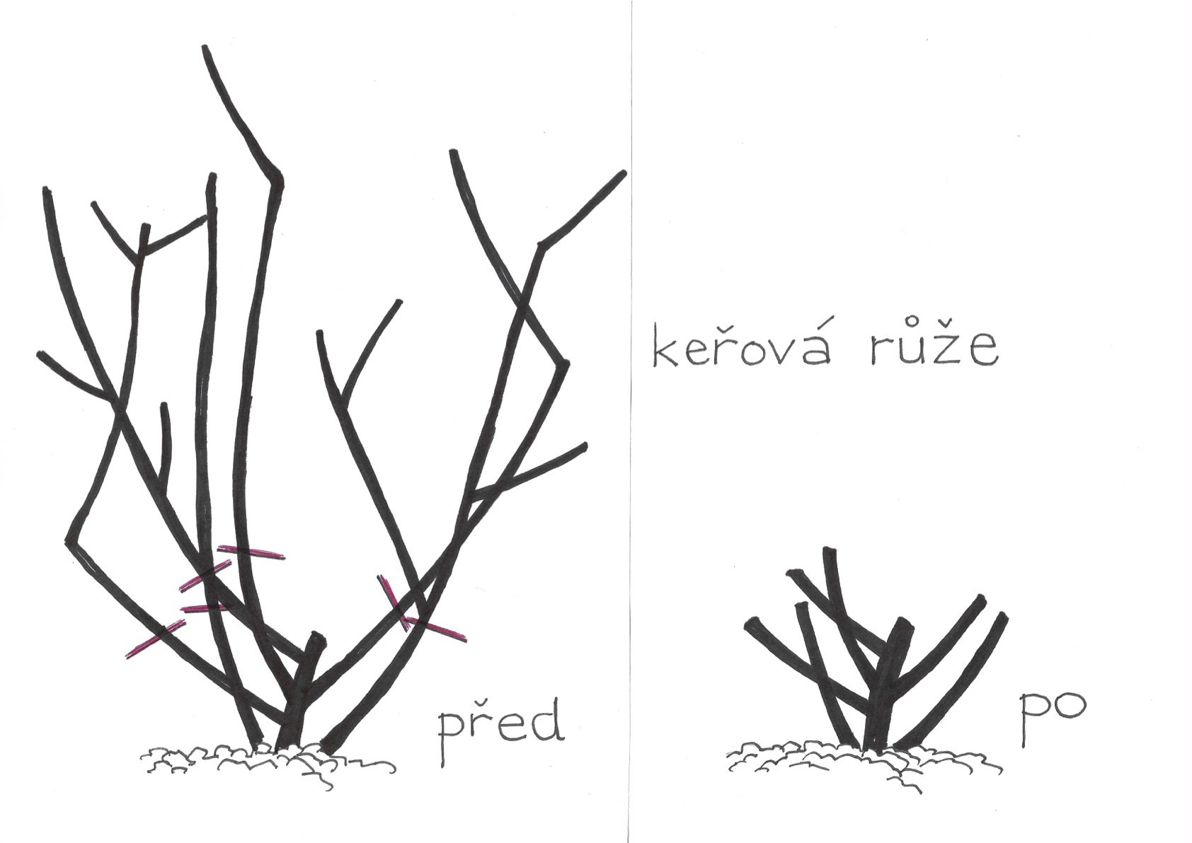 Řez keřové růže