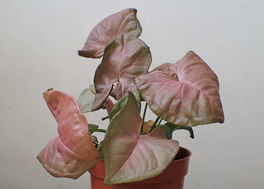 Syngonium Pink