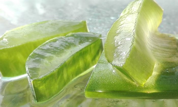 Aloe vera